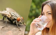 Кишкова паличка та сальмонела: вчені пояснили, що буде, якщо випити воду, у яку впала муха