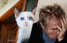 Почему кот "прилип" к хозяину: эксперты назвали неожиданные причины