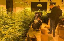 На Львівщині айтівець незаконно виростив 800 кущів коноплі: аргументація "вбила"