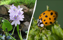 Вчені вдарили на сполох: небезпечні види тварин і рослин активно ширяться світом