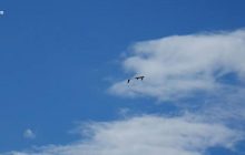 Не літають, або швидко падають: Міноборони сплатило 650 млн фірмі екс-нардепа за сумнівні БПЛА