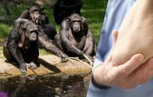 Нащо нашим предкам-мавпам знадобилися гнучкі плечі та лікті: вчені знайшли розгадку