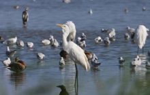 Неймовірні руді та білі: на Одещину завітали прекрасні пернаті "мігранти" (фото)