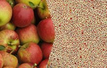 Оптична ілюзія для людей з гострим зором: знайдіть 4 захованих яблука за 11 секунд