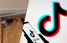 "Це наймиліше, що я бачив": чоловік показав, хто живе в його стіні, і підірвав Мережу (відео)