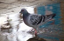 Голубь "не актуален": Россия придумала новый фейк о биолабораториях в Украине