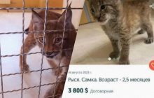 На OLX намагалися продати за тисячі доларів хвору червонокнижну тварину (відео)
