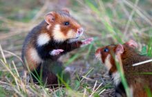 На Одещині оселилася група червонокнижних хом’яків: навіщо їх привезли до Тарутинському степу (фото)