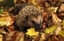 В Украину идет антициклон: синоптики рассказали, как изменится погода