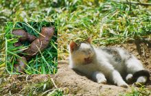 Женщина разозлилась на своего соседа, когда увидела, что его коты делают в ее саду: о чем речь