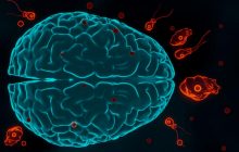 У США амеба, що пожирає мозок, убила однорічного хлопчика: що трапилося і як не заразитися