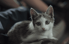 Підвісили до дерева та били молотком: на Закарпатті підлітки закатували кошеня