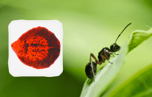 Превращающий муравьев в зомби паразит более хитер, чем считалось ранее, - ученые