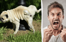 Сосед накричал на женщину, когда увидел, что ее собака сделала в его саду: в чем дело