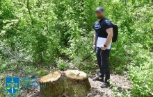 Збитки на 80 мільйонів: під час війни на Одещині вирубували заповідний ліс