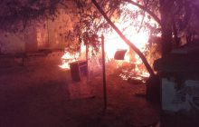 Пожежа на Котобазі в Києві: поліція уточнила, скільки тварин згоріло у вогні (фото)