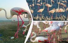 Рожеве диво: у заповіднику на Одещині народилося майже дві сотні рідкісних "феніксів"