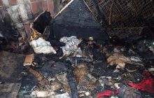 Пожар на "Котобазе" в Киеве: полиция открыла еще одно дело