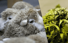 Тримайтеся подалі від цієї трави: стадо овець в Греції з'їло 100 кг марихуани після повені