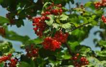 Свята та вихідні у жовтні 2023: що відзначаємо та коли відпочиваємо у цьому місяці