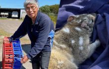 У Південній Австралії загнали в пастку тварину, яку востаннє бачили 130 років тому (фото)