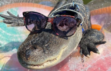 У США алігатора-вболівальника не пустили на стадіон: власник засмутився (відео)