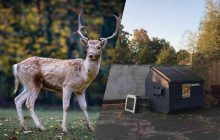 Лише людина з найгострішим у світі зором знайде оленя за 6 секунд: складна оптична ілюзія