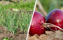 Секреты опытных фермеров: как посадить лук под зиму, чтобы не пошел в стрелку