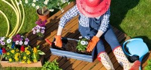 6 худших однолетних растений для сада: принесут больше проблем, чем радости