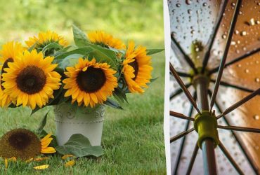 Суббота порадует украинцев летним теплом, но часть страны охватят дожди (карта)