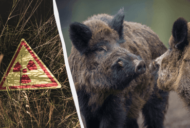 Не через Чорнобиль: вчені з'ясували, чому дикі кабани в Європі радіоактивні