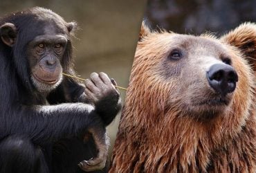 Лише людина з винятковим зором знайде ведмедя серед мавп за 4 секунди: складна головоломка