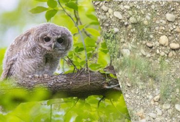 Головоломка для найуважніших: знайдіть сову серед каменів за 5 секунд