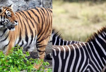 Головоломка для уважних: знайдіть тигра серед зебр за 10 секунд