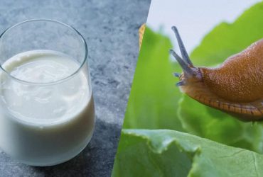 Нужен стакан любого кефира: как навсегда избавиться от слизней за 2 часа