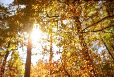 День осеннего равноденствия 2023: зачем сегодня угощать всех яблоками