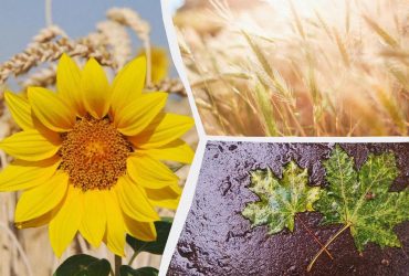 У вівторок в Україні буде тепло, але в трьох областях - дощі (карта)