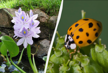 Вчені вдарили на сполох: небезпечні види тварин і рослин активно ширяться світом