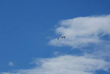 Не летают, или быстро падают: Минобороны оплатило 650 млн фирме экс-нардепа за сомнительные БПЛА