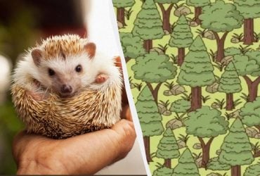 Самая добрая головоломка: найдите ежика в лесу за 30 секунд