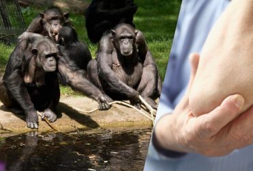 Зачем нашим предкам-обезьянам понадобились гибкие плечи и локти: ученые нашли разгадку