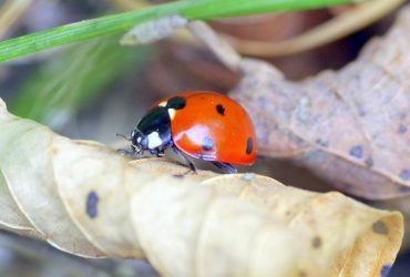 У четвер тільки в трьох областях України залишиться 30-градусна спека (карта)