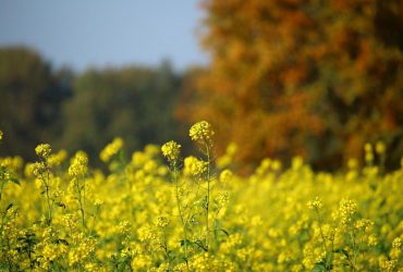 Последние теплые деньки: сентябрь распрощается с украинцами почти летним теплом (карта)
