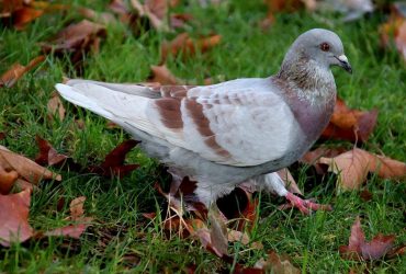 В четверг в Украине станет еще прохладнее (карта)