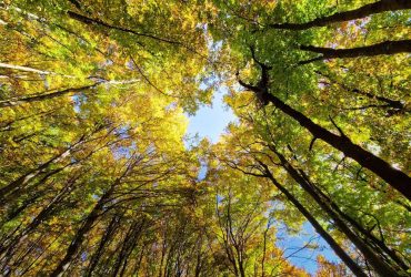 У четвер температура в Києві досягне +26°