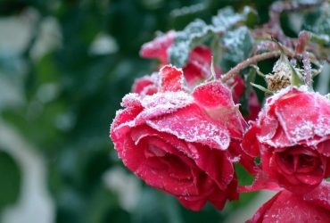 На вихідних в Україні можливі перші заморозки, - синоптик