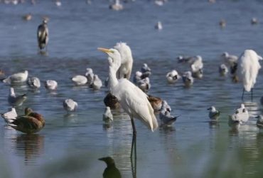 Неймовірні руді та білі: на Одещину завітали прекрасні пернаті мігранти (фото)