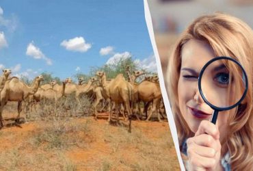 Ця світлина зламає ваш мозок: тільки 2% людей бачать на ній жирафа