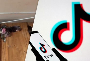 Это самое милое, что я видел: мужчина показал, кто живет в его стене, и взорвал Сеть (видео)