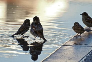 Синоптик пообіцяла українцям весняну погоду: коли очікувати